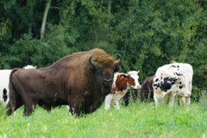 Vienišas stumbras blaškosi toliau: draugijos ieško ir karvių bandose