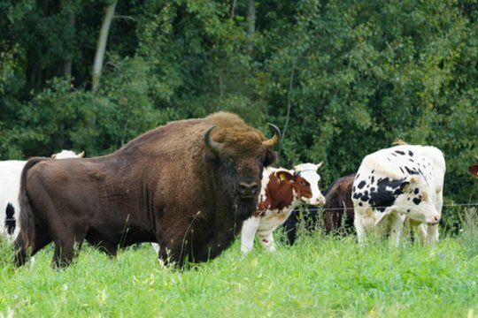 Vienišas stumbras blaškosi toliau: draugijos ieško ir karvių bandose