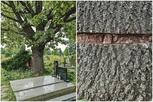 Kauno kapinėse – kriminalas dėl šimtamečio ąžuolo: piktavalių ieško, bet neranda