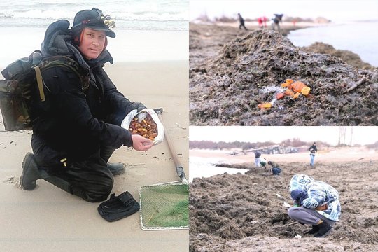 Gintaro rinkėjo kolekcijoje – ir pusės kilogramo luitas: atskleidė, kaip jų ieško