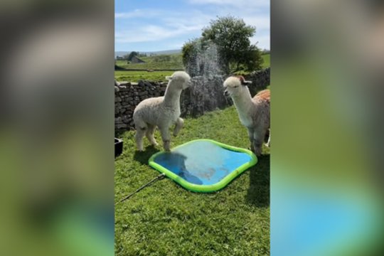 Geriausias metų pirkinys: alpakos negalėjo atsidžiaugti jo teikiamais privalumais