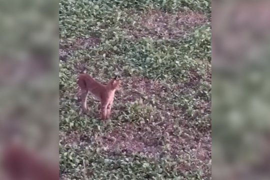 Neeiliniai kadrai iš Kėdainių rajono: užfiksuota grakščiai šuoliuojanti lūšis