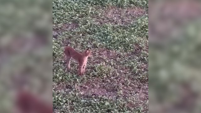 Neeiliniai kadrai iš Kėdainių rajono: užfiksuota grakščiai šuoliuojanti lūšis