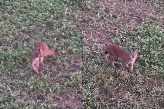 Kvapą gniaužia nuo grožio – per pievą šuoliavusi miško karalienė atsisuko tiesiai į kamerą