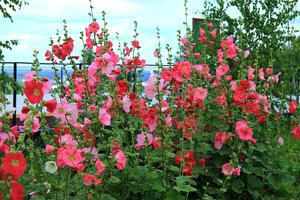 Dėl šios klaidos nuostabioji piliarožė kitąmet gali ir nepražysti – ją daro daugelis