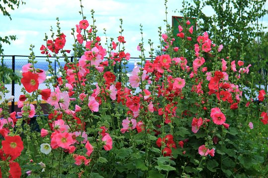Dėl šios klaidos nuostabioji piliarožė kitąmet gali ir nepražysti – ją daro daugelis