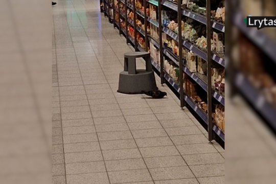 Vilniaus Akropolio „Maximoje“ – netikėtas svečias: balandis užsuko į kruopų skyrių palesti