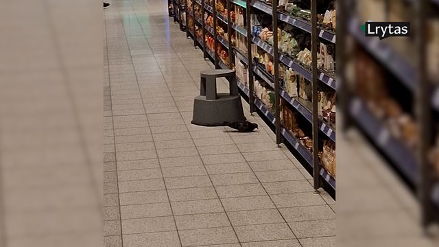 Vilniaus Akropolio „Maximoje“ – netikėtas svečias: balandis užsuko į kruopų skyrių palesti