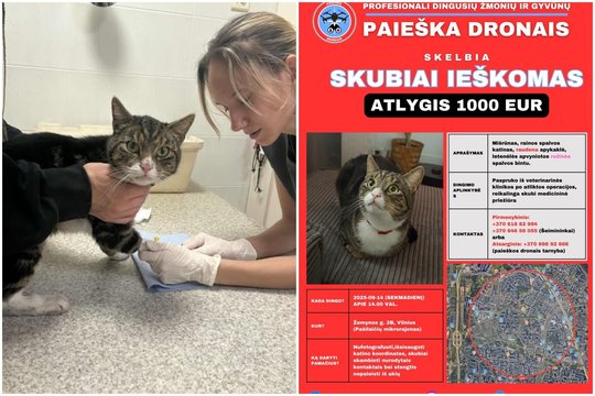 Dronai, premija ir ieškančiųjų būrys: įspūdinga katino Dyzelio paieška – sėkminga