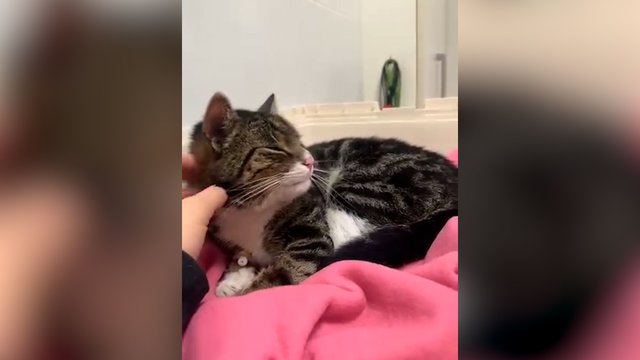 Po gausių paieškų su dronais ir net premija – sėkmingai surasto katino Dyzelio kadrai