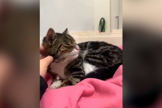 Po gausių paieškų su dronais ir net premija – sėkmingai surasto katino Dyzelio kadrai