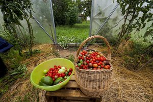 Jei sėklas pasiruošite šiuo būdu – kitąmet užsiauginsite pomidorus be ligų ir kenkėjų