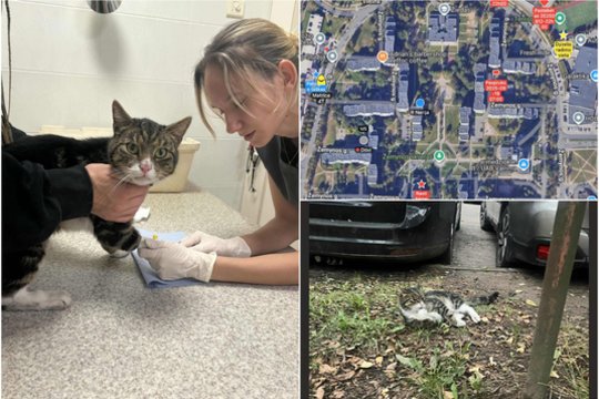 Katinas Dyzelis sukėlė tikrą medžioklę sostinėje: paaiškėjo, kur slėpėsi 