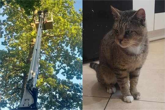 Katino gelbėjimo operacija Kėdainių r. baigėsi laimingai: išbadėjęs gyvūnas – saugus