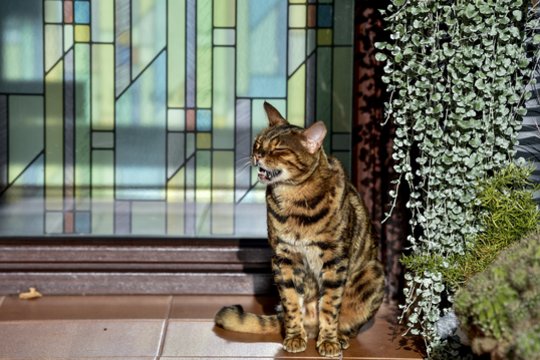 Dingęs katinas po trijų dienų grįžo su rašteliu po kaklu