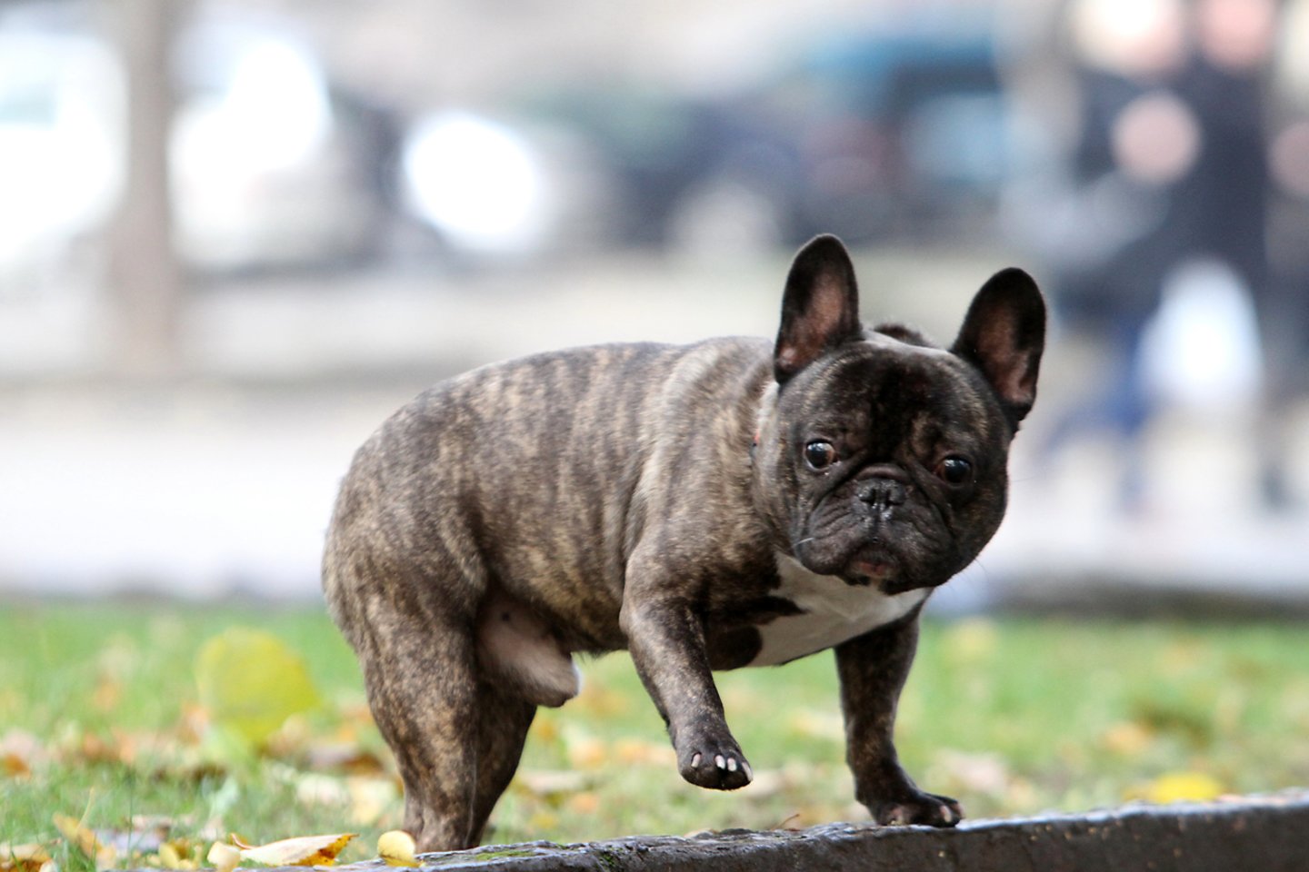 Prancūzų buldogas<br>M.Patašiaus nuotr.