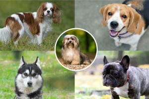 Pasigailėsite: 5 šunų veislės, kurių geriau nelaikyti net patyrusiems