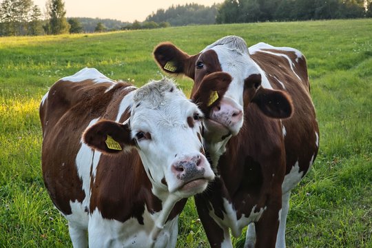 Vos per 1000 metų mes nukreipėme gyvūnus dviem šokiruojančiomis kryptimis