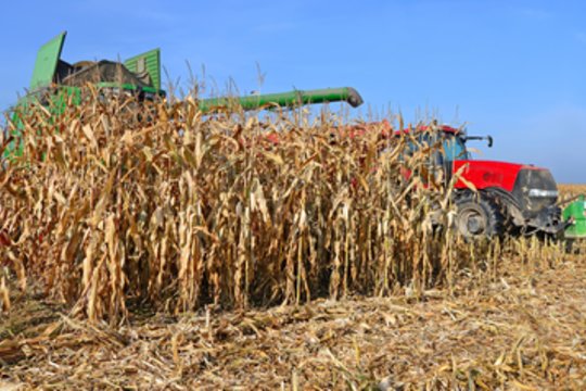 Kraupi nelaimė nuimant derlių: galingas kukurūzų smulkintuvas įtraukė senolį
