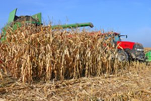 Kraupi nelaimė nuimant derlių: galingas kukurūzų smulkintuvas įtraukė senolį