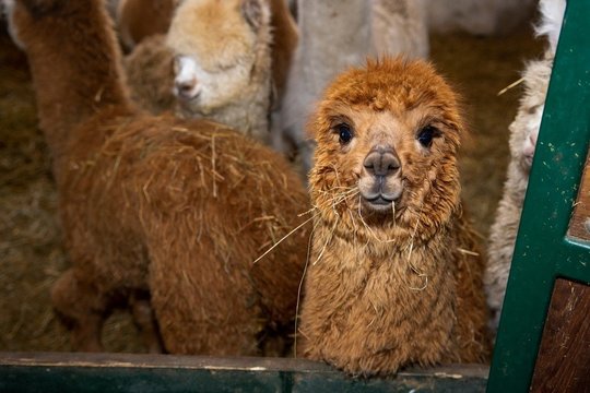 Plintant alpakų madai dėsto, ką reikia žinoti jų augintojams: štai kam teks pasiruošti 
