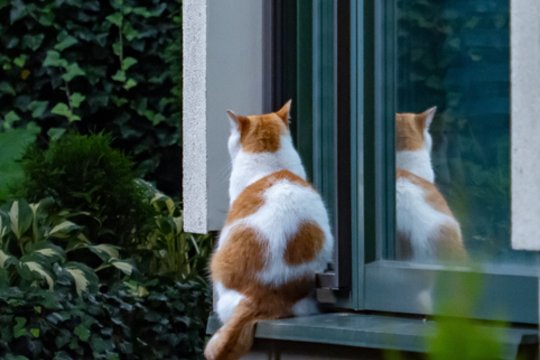 Mokslininkai paaiškino, kodėl katės neateina, kai jas šaukiate