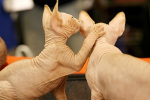 Visa tiesa apie kačių draugystę: įspėja, kad ne viskas taip paprasta