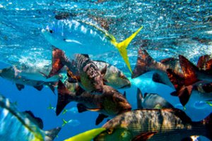 Išaiškino, ar žuvys turi liežuvį: atsakymas gali nustebinti