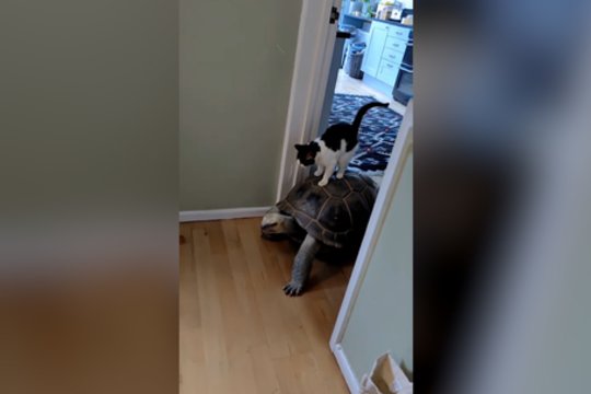 Neįtikėtina katino ir vėžlio draugystė: nors ir lėtas, tačiau patikimas vairuotojas