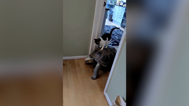 Neįtikėtina katino ir vėžlio draugystė: nors ir lėtas, tačiau patikimas vairuotojas