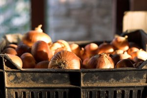  Nelaikykite svogūnų šioje vietoje – kitaip visą derlių teks išmesti į šiukšlių dėžę