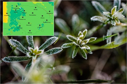 Įspėja slėpti jautrius augalus – jau ateinančią naktį kandžiosis šalnos