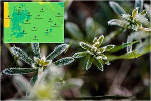 Įspėja slėpti jautrius augalus – jau ateinančią naktį kandžiosis šalnos