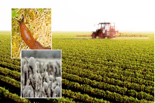 Nuo šaltų orų iki šliužų – visa puokštė iššūkių: aiškiai išdėstė, kaip pasirūpinti žieminių pasėlių apsauga