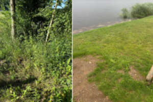 Gyventojai pakraupę – pelkėtą ir krūmais apžėlusią teritoriją savivaldybė įteisino kaip užbaigtą kelią