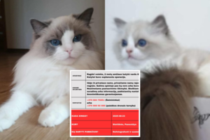 Už pagalbą – įspūdingas atlygis: dėl katytės Georgios pakelti dronai