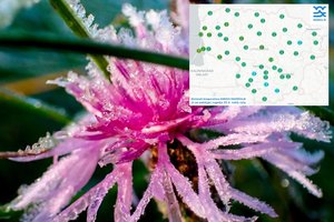 Praėjusi naktis – dar šaltesnė: kai kur fiksuotos beveik -5 laipsnių šalnos