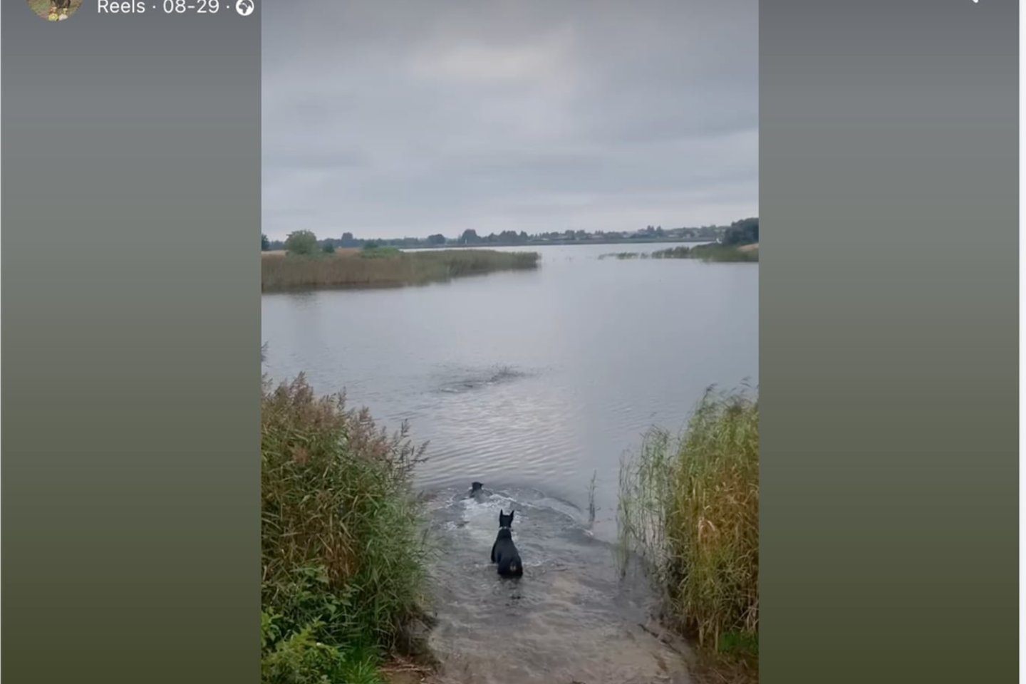 Kupiruoto šuns nuotraukų viešinimas socialinių tinklų grupėse.<br> GGI stop kadras