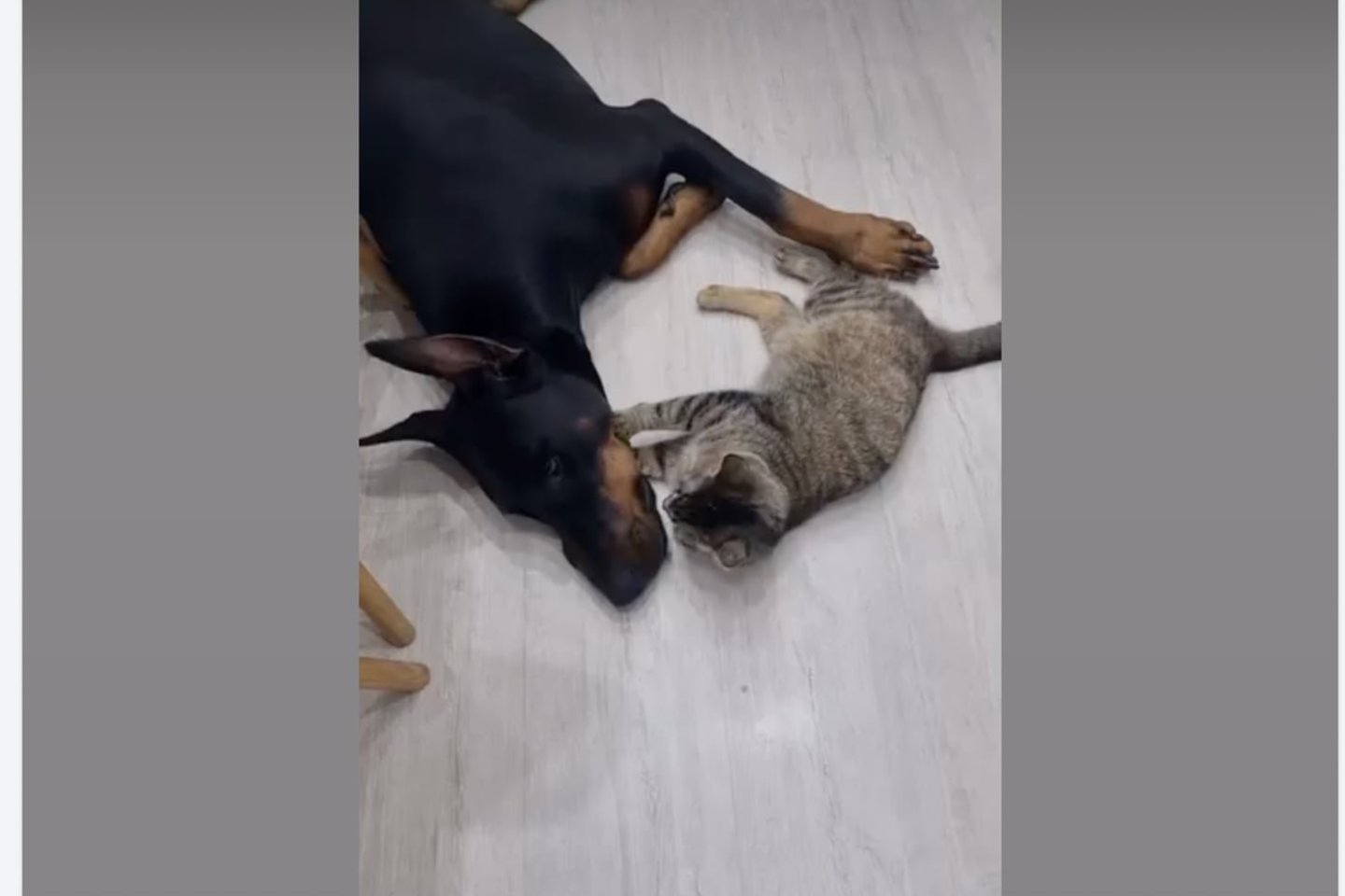 Kupiruoto šuns nuotraukų viešinimas socialinių tinklų grupėse.<br> GGI stop kadras