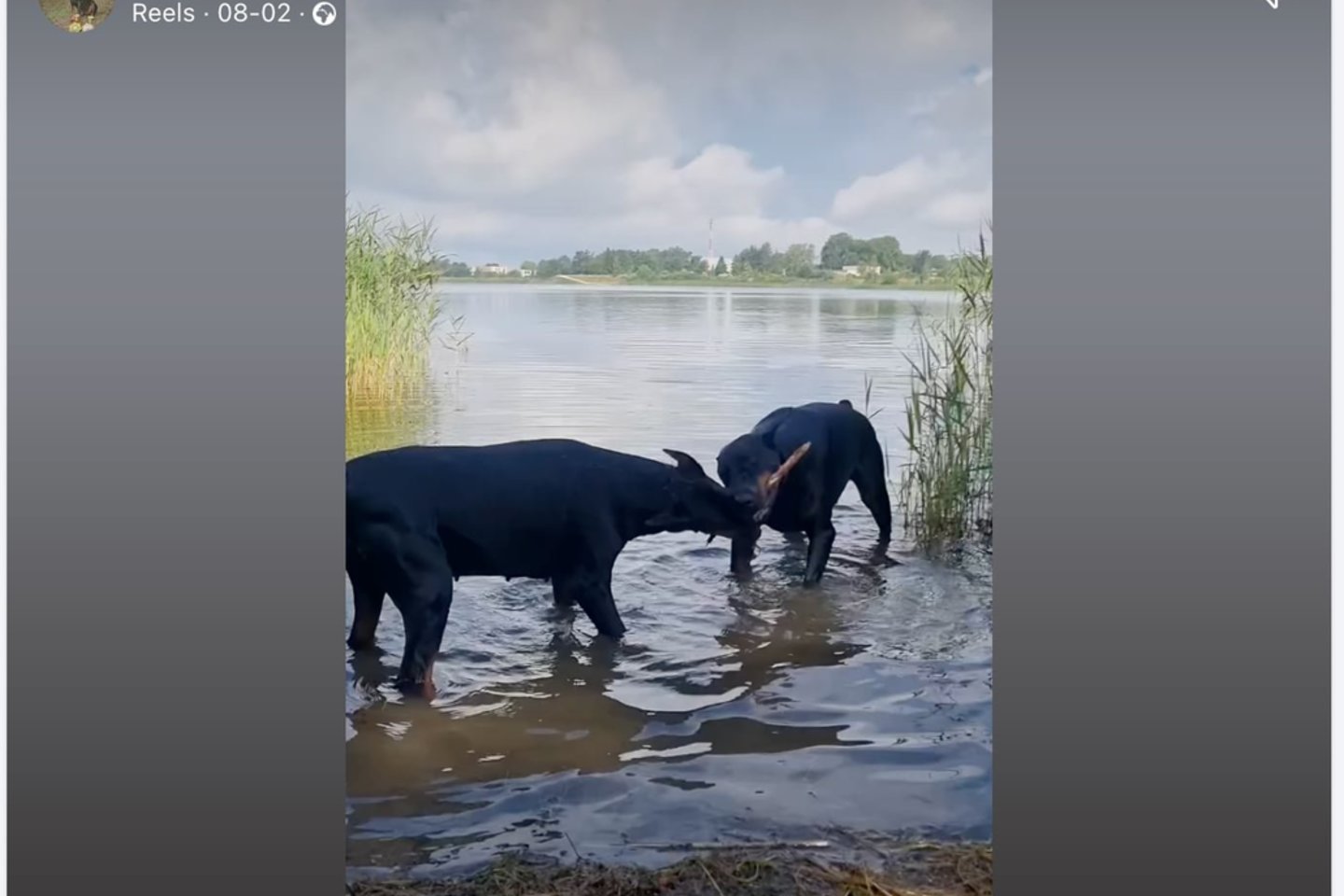 Kupiruoto šuns nuotraukų viešinimas socialinių tinklų grupėse.<br> GGI stop kadras
