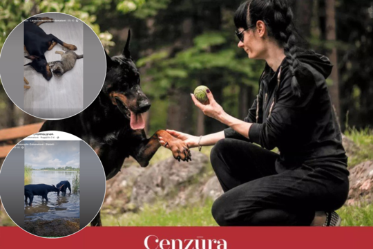 Kupiruotą šunį iš Rusijos atsivežusios klaipėdietės apmaudas: gyvūnų gynėjai pakomentavo situaciją