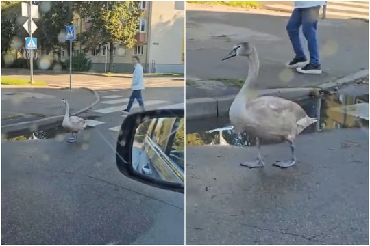 Judrioje Klaipėdos gatvėje – drąsuolis gulbiukas: tarnybos jį grąžino tėvams, tačiau paukštis su šeimyna neužsibuvo