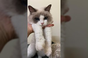 Netikėta paieškų atomazga: Panevėžyje dingusi katytė atsirado už 80 km Šiauliuose