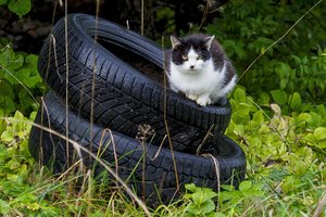 Griežtina atsakomybę už ne vietoje išmestas padangas: lauks dar didesnė bauda