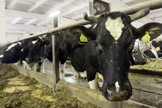Ūkininkams – nerimą sėjanti žinia: VMVT užfiksavo galimus pavojingos ligos atvejus pieninių galvijų bandose