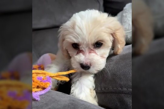 Įspėja kitus šunų šeimininkus: augintinį paliko vos 10 min., o grįžę rado negyvą