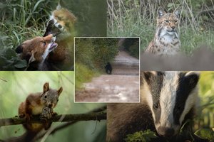 Meška – ir fotografo objektyve: per kelis metus užfiksavo tai, apie ką kiti svajoja visą gyvenimą