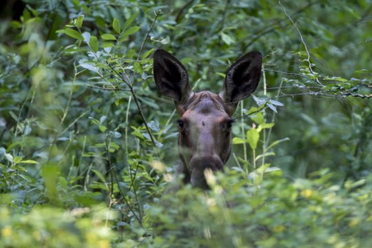 Už neteisėtai sumedžiotą briedį – 12 tūkst. eurų bauda