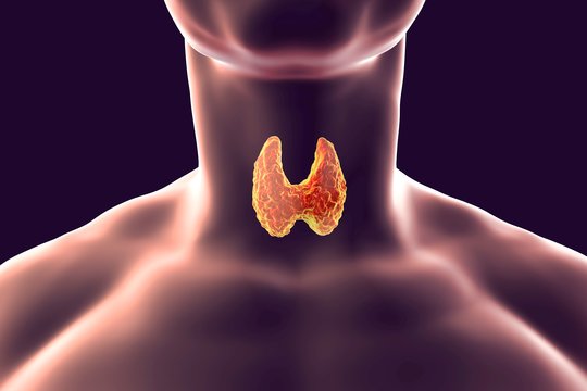 7 būdai, kaip sutvarkyti skydliaukę ir pagreitinti medžiagų apykaitą