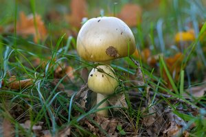 Pavojingiausias miške – nekaltai atrodantis grybas